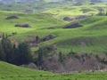 Cleared forestry land