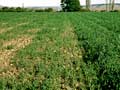 Fertiliser effect on oats