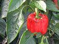 Capsicums growing in a greenhouse