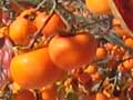 Persimmon orchard