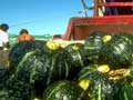 Squash harvest