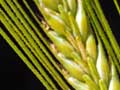 Barley, wheat and oats