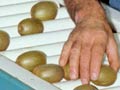 Sorting kiwifruit
