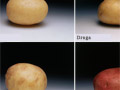 Six potato types