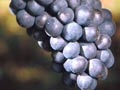 Pinot noir grapes 