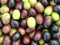 First harvest of olives