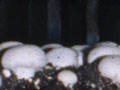 Growing mushrooms on shelves