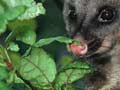 Brushtail possum