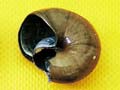 Possum-damaged snail shells