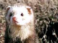 Ferret