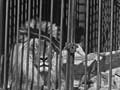 Lion cage, around 1910