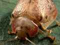 Eucalyptus tortoise beetle