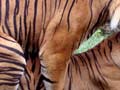 Sumatran tigers mating