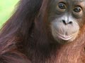 Orang-utans 