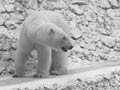 Polar bear enclosure
