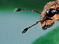 Biological control of clover root weevil