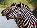 George Grey and zebras