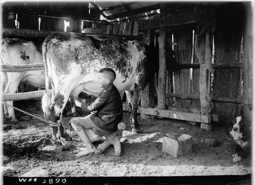 Child milking a cow, 1903