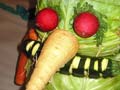 Vegetable animal