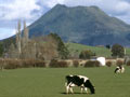 Edgecumbe dairy farm