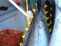 Yellow-fin tuna