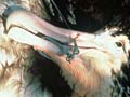 Albatross killed by a longline