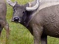 Wallowing swamp buffaloes