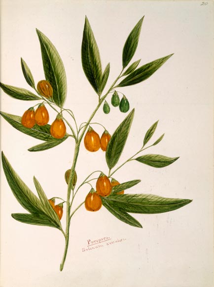 Poroporo plant