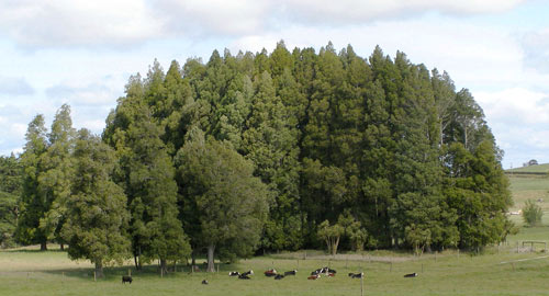 Kahikatea grove