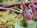 Swamp helmet orchid