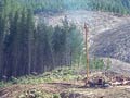 Logging pine forest