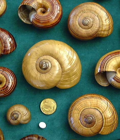 Powelliphanta snail shells