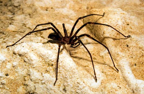 Nelson cave spider