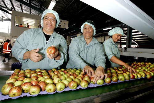 Seasonal workers: Pacific Island workers packing apples