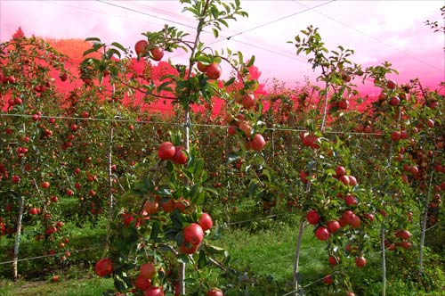 Ripe apples under netting