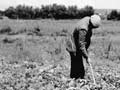 Asylums: outdoor work, Cherry Farm