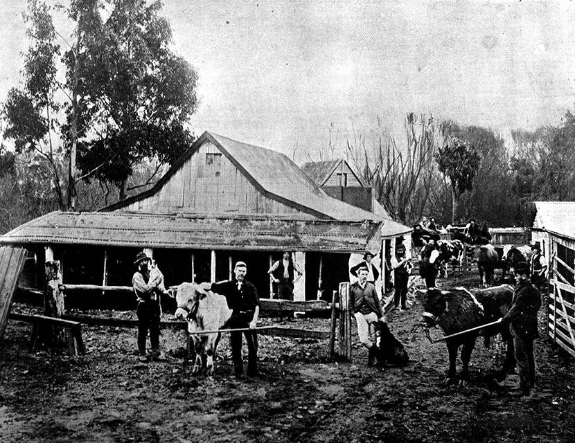Canterbury dairy farm, around 1899