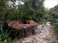 Kauri stump on the Kauaeranga Kauri Trail