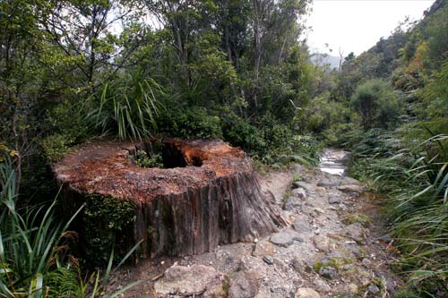 Kauri stump on the Kauaeranga Kauri Trail