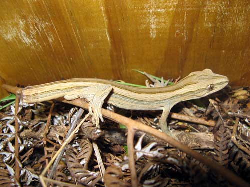 Coromandel fauna: Coromandel striped gecko