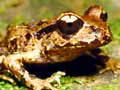 Coromandel fauna: Archey’s frog