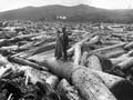 Logging kauri: log pile-up