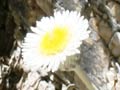 Marlborough rock daisy