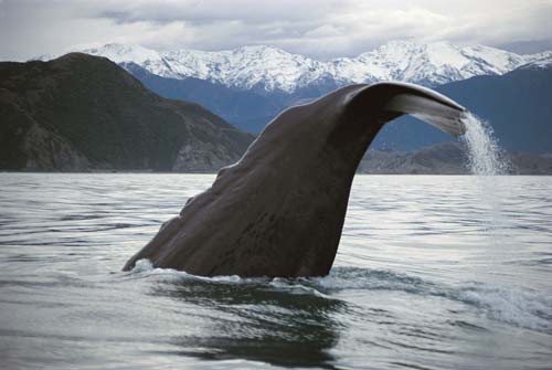 Whales in Kaikōura: sperm whale