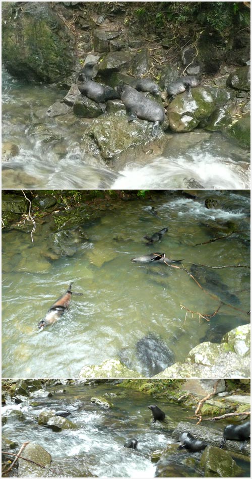 Seals in the Ōhau Stream