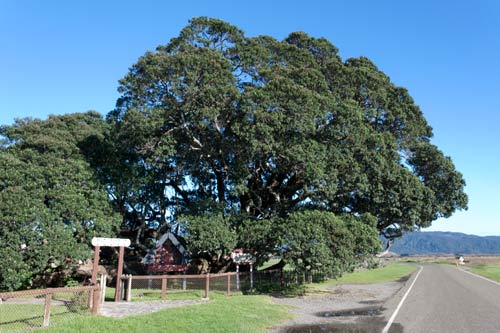 Te Waha o Rerekohu pōhutukawa