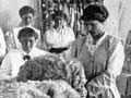 Wool-classing course for women