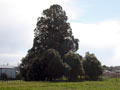 Huipūtea, a landmark tree