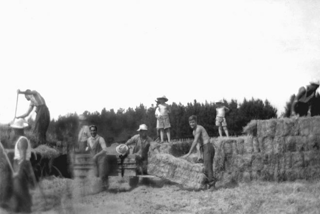 Making hay at Waimiha, 1940s