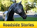 Roadside Stories: The equine stars of Cambridge